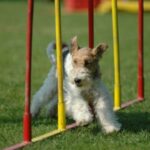 Fox Terrier Ruhåret