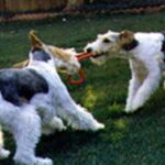 Fox Terrier Ruhåret