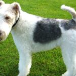 Fox Terrier Ruhåret