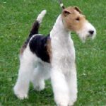Fox Terrier Ruhåret