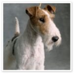 Fox Terrier Ruhåret
