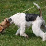 Fox Terrier Ruhåret