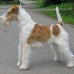 Fox Terrier Ruhåret