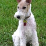 Fox Terrier Ruhåret