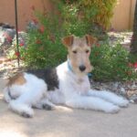 Fox Terrier Ruhåret