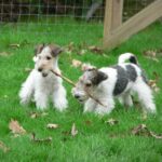 Fox Terrier Ruhåret