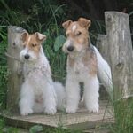 Fox Terrier Ruhåret