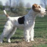 Fox Terrier Ruhåret