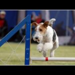 Fox Terrier Ruhåret