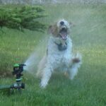 Fox Terrier Ruhåret