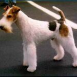 Fox Terrier Ruhåret