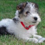 Fox Terrier Ruhåret