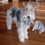 Fox Terrier Ruhåret