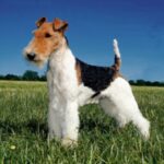 Fox Terrier Ruhåret
