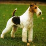 Fox Terrier Ruhåret