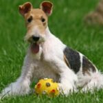 Fox Terrier Ruhåret