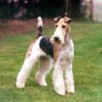 Fox Terrier Ruhåret