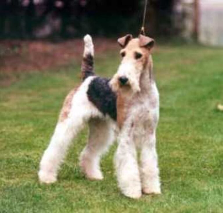 Fox Terrier Ruhåret