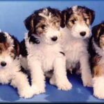 Fox Terrier Ruhåret