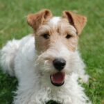 Fox Terrier Ruhåret