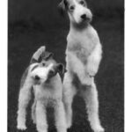 Fox Terrier Ruhåret