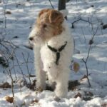 Fox Terrier Ruhåret