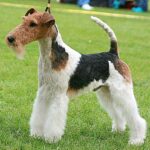 Fox Terrier Ruhåret
