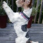 Fox Terrier Ruhåret