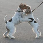 Fox Terrier Ruhåret