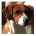 Foxhound