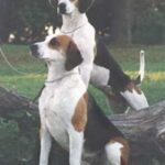 Foxhound