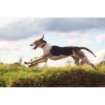 Foxhound