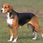 Foxhound