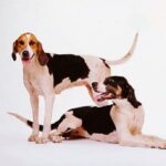 Foxhound