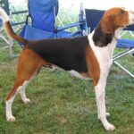 Foxhound
