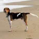 Foxhound