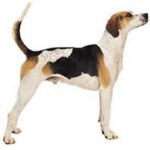 Foxhound