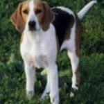 Foxhound