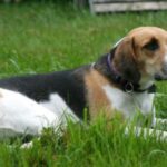 Foxhound