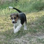 Foxhound