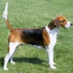 Foxhound