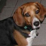 Foxhound