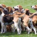 Foxhound