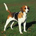 Foxhound