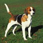 Foxhound
