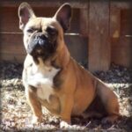Fransk Bulldog