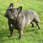 Fransk Bulldog