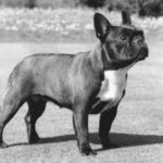 Fransk Bulldog
