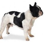 Fransk Bulldog