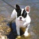 Fransk Bulldog
